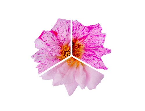 Portulaca
grandiflora F₁
Sundial
Pink