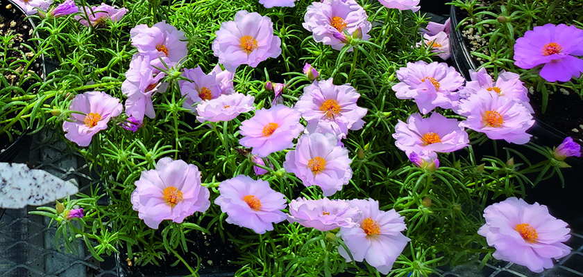 
                        Portulaca
             
                        grandiflora F₁
             
                        Sundial
             
                        Light Pink
            