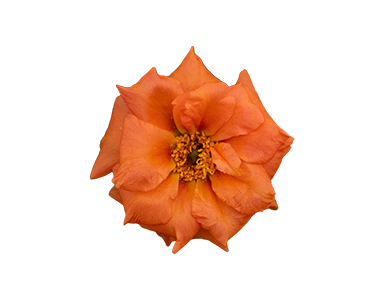 Portulaca
grandiflora F₁
Sundial
Tangerine