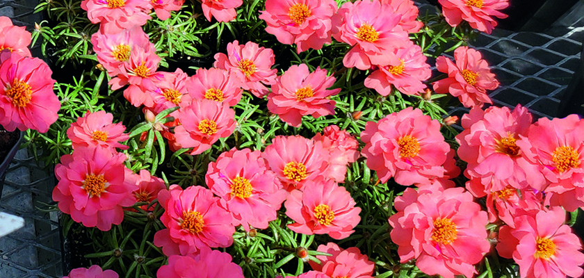 
                        Portulaca
             
                        grandiflora F₁
             
                        Sundial
             
                        Coral
            