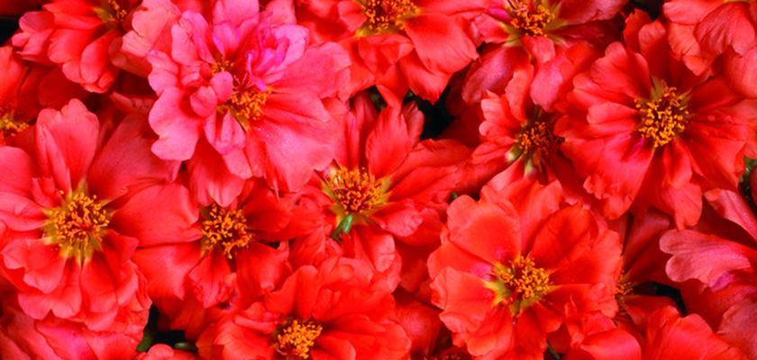 
                        Portulaca
             
                        grandiflora F₁
             
                        Sundial
             
                        Scarlet
            