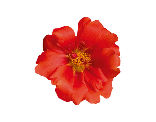 Portulaca
grandiflora F₁
Sundial
Scarlet