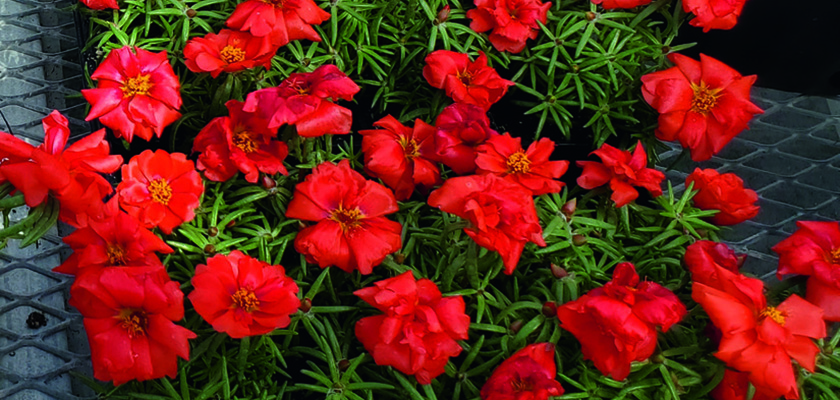 
                        Portulaca
             
                        grandiflora F₁
             
                        Sundial
             
                        Deep Red
            