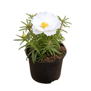 Portulaca
grandiflora F₁
Sundial
White