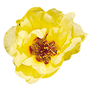 Portulaca
grandiflora F₁
Sundial
Yellow