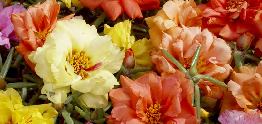 
                        Portulaca
             
                        grandiflora F₁
             
                        Sundial
             
                        Mix
            