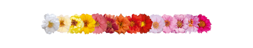 Portulaca
grandiflora F₁
Sundial