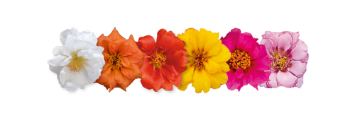 Portulaca
grandiflora F₁
Sundial
Caliente Mix