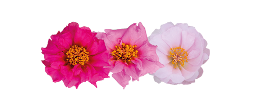 Portulaca
grandiflora F₁
Sundial
Valentine Mix