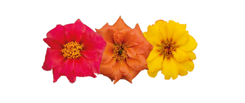 Portulaca
grandiflora F₁
Sundial
Volcano Mix