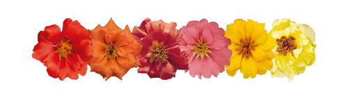 Portulaca
grandiflora F₁
Sundial
Peach Mix