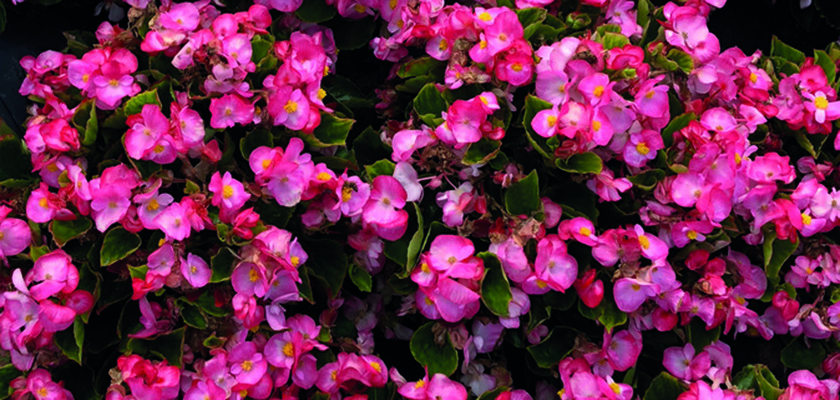 
                        Begonia
             
                        semperflorens F₁
             
                        Super Cool
             
                        Blush
            