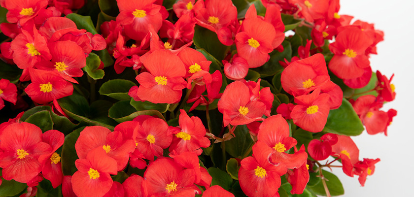 
                        Begonia
             
                        semperflorens F₁
             
                        Super Cool
             
                        Red
            