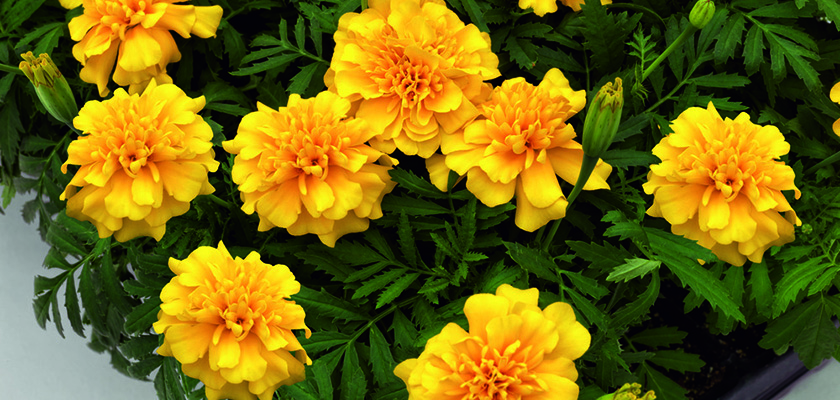 
                        Tagetes
             
                        patula
             
                        Super Hero
             
                        Gold
            
