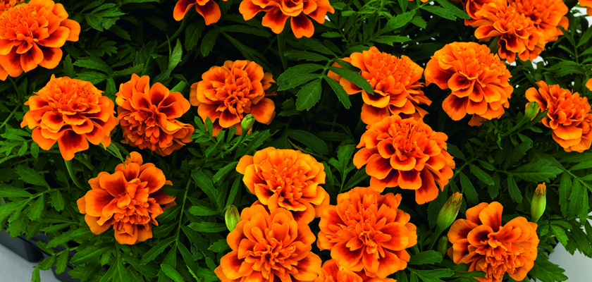 
                        Tagetes
             
                        patula
             
                        Super Hero
             
                        Orange Bee
            