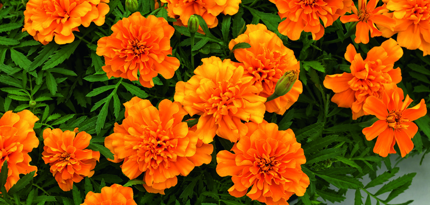
                        Tagetes
             
                        patula
             
                        Super Hero™
             
                        Orange
            