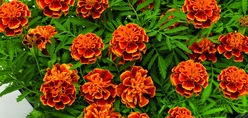 
                        Tagetes
             
                        patula
             
                        Super Hero
             
                        Orange Flame
            