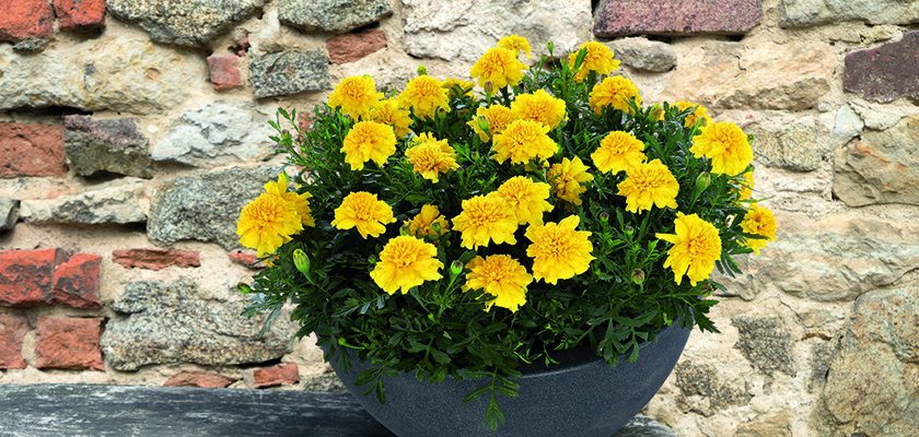 
                        Tagetes
             
                        patula
             
                        Super Hero
             
                        Deep Yellow
            