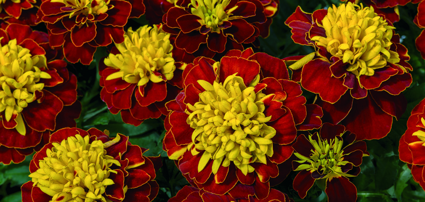 
                        Tagetes
             
                        patula
             
                        Super Hero™
             
                        Spry
            