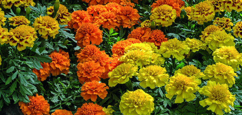 
                        Tagetes
             
                        patula
             
                        Super Hero™
            