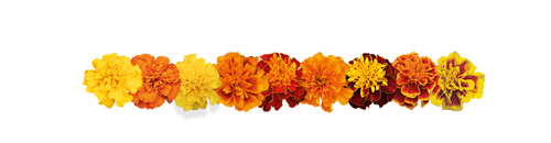 Tagetes
patula
Super Hero™