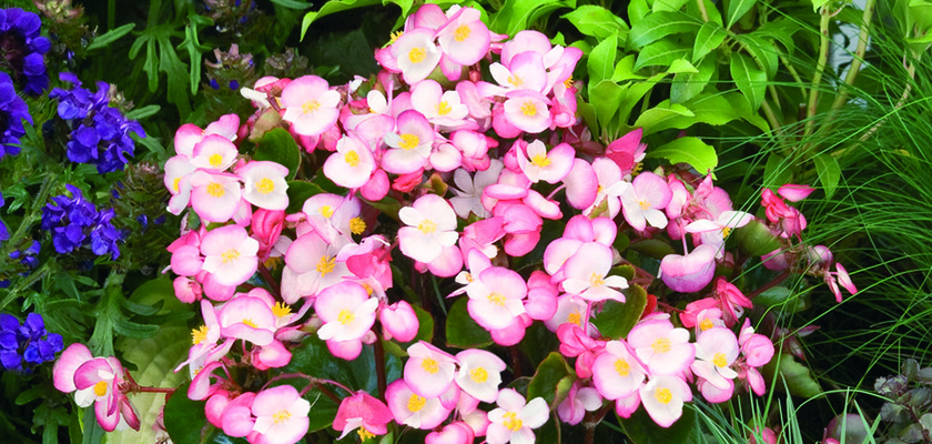 
                        Begonia
             
                        semperflorens F₁
             
                        Super Olympia®
             
                        Bicolor
            