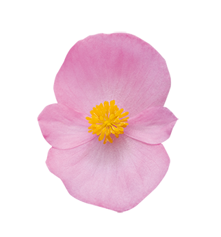 
                        Begonia
             
                        semperflorens F₁
             
                        Super Olympia®
             
                        Rose
            