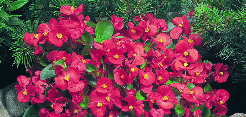 
                        Begonia
             
                        semperflorens F₁
             
                        Super Olympia®
             
                        Red
            