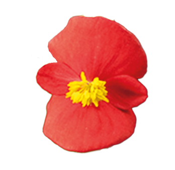 
                        Begonia
             
                        semperflorens F₁
             
                        Super Olympia®
             
                        Red
            