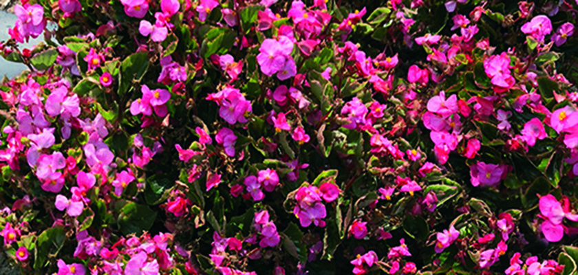 
                        Begonia
             
                        semperflorens F₁
             
                        Super Olympia®
             
                        Rose
            