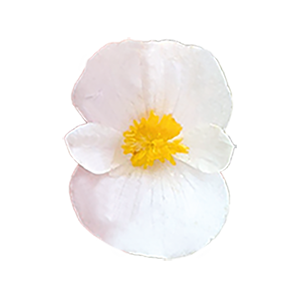 
                        Begonia
             
                        semperflorens F₁
             
                        Super Olympia®
             
                        White
            