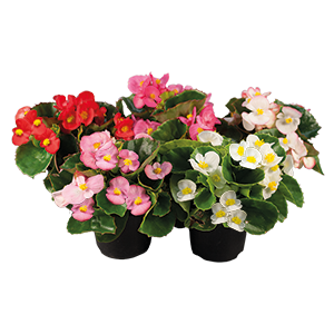 
                        Begonia
             
                        semperflorens F₁
             
                        Super Olympia®
             
                        Mix
            