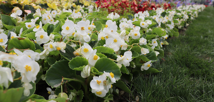 
                        Begonia
             
                        semperflorens F₁
             
                        Super Olympia®
             
                        White
            