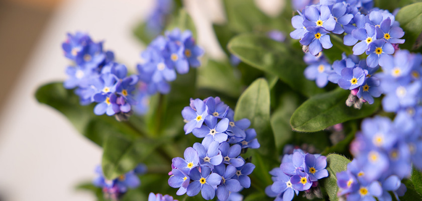 
                        Myosotis
             
                        sylvatica
             
                        Sylva
             
                        Blue
            