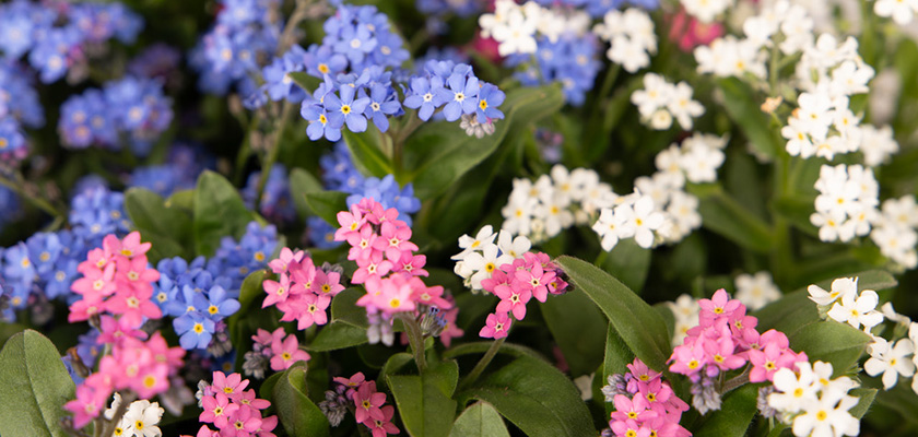 
                        Myosotis
             
                        sylvatica
             
                        Sylva
             
                        Mix
            