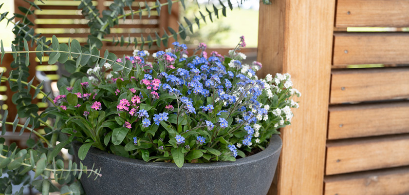 
                        Myosotis
             
                        sylvatica
             
                        Sylva
            