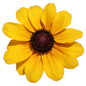 
                        Rudbeckia
             
                        hirta
             
                        Tablemate
             
                        Gold
            