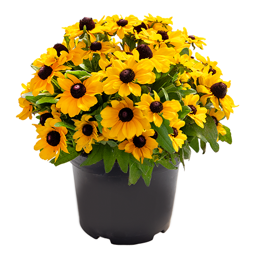 Rudbeckia hirta Tablemate Gold