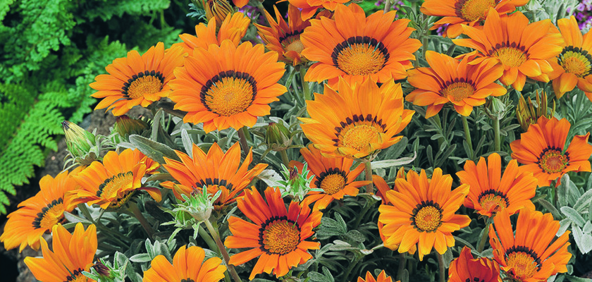 
                        Gazania
             
                        rigens
             
                        Talent®
             
                        Orange
            