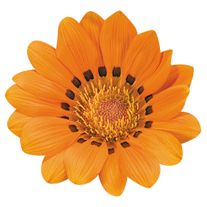 
                        Gazania
             
                        rigens
             
                        Talent®
             
                        Orange
            