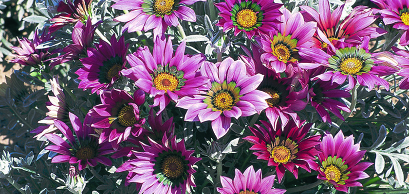 
                        Gazania
             
                        rigens
             
                        Talent®
             
                        Rose Shades
            