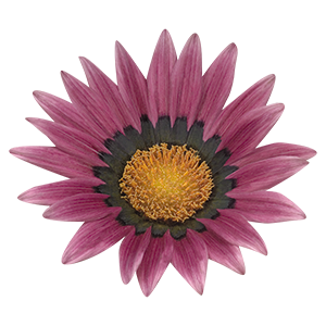 
                        Gazania
             
                        rigens
             
                        Talent®
             
                        Rose Shades
            