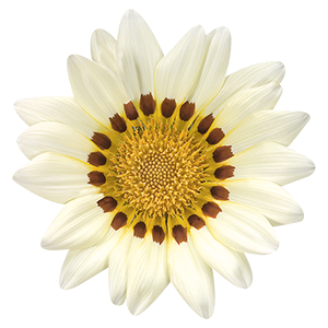
                        Gazania
             
                        rigens
             
                        Talent®
             
                        White
            
