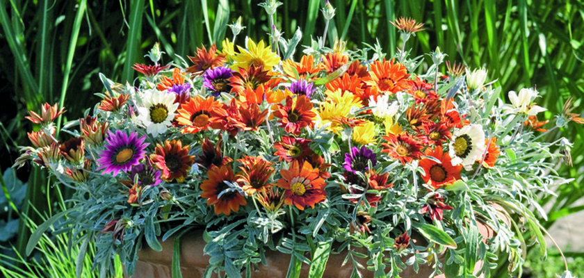
                        Gazania
             
                        rigens
             
                        Talent®
             
                        Mix
            