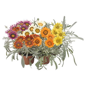 
                        Gazania
             
                        rigens
             
                        Talent®
             
                        Mix
            