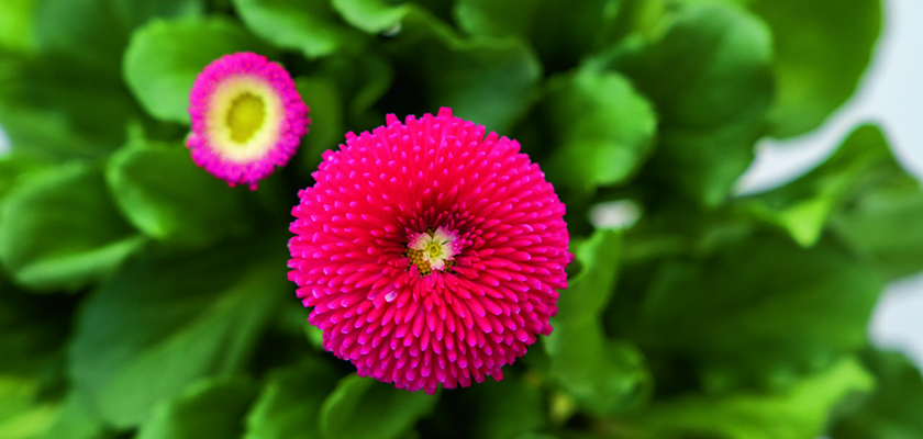 
                        Bellis
             
                        perennis
             
                        Tasso®
             
                        Deep Rose
            