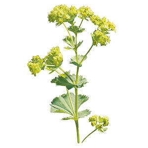 
                        Alchemilla
             
                        mollis
             
                        Thriller®
            