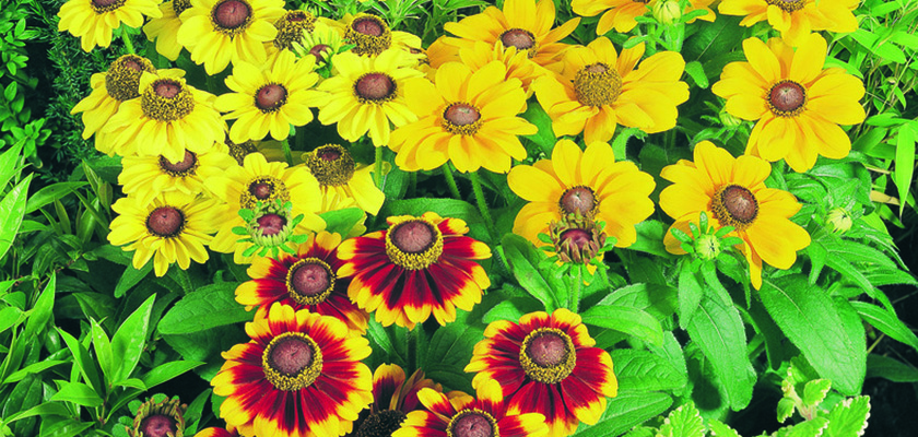
                        Rudbeckia
             
                        hirta
             
                        Toto®
             
                        Mix
            