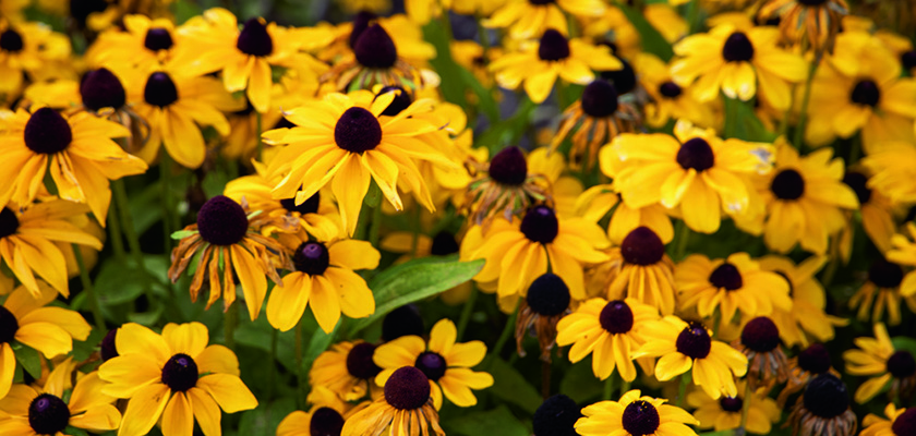 
                        Rudbeckia
             
                        hirta
             
                        Toto®
             
                        Lemon
            