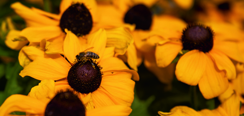 
                        Rudbeckia
             
                        hirta
             
                        Toto®
             
                        Gold
            